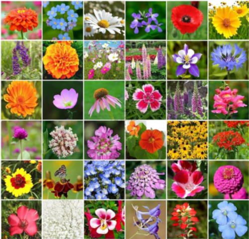 36 Varieties Wildflower Seeds | Mixed Perennial & Annual Species | Bulk Meadow Planting