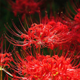 Red Spider Lily Bulbs | Lycoris radiata | Manjushage Red Flowering Bulb