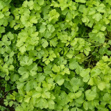 White Bone Yellow Heart Celery Seeds | Apium graveolens | Early Maturing Crisp Celery