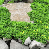 Green Carpet Rupturewort Seeds | Herniaria glabra | Drought Tolerant Ground Cover – Easy to Grow, Versatile Use