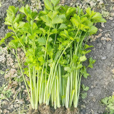 White Bone Yellow Heart Celery Seeds | Apium graveolens | Early Maturing Crisp Celery