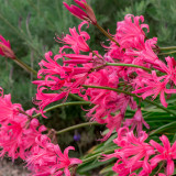 Pink Lycoris sprengeri Bulbs | Sprenger's Spider Lily | Vibrant Pink Blooms