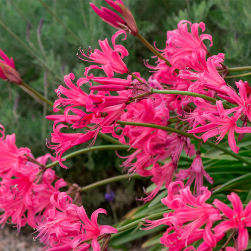 Pink Lycoris sprengeri Bulbs | Sprenger's Spider Lily | Vibrant Pink Blooms