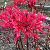 Rose Lycoris Bulbs | Lycoris × rosed | Vibrant Rose-Red Spider Lily