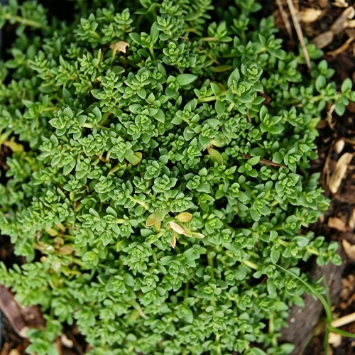 Green Carpet Rupturewort Seeds | Herniaria glabra | Drought Tolerant Ground Cover – Easy to Grow, Versatile Use