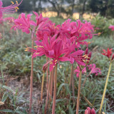 Pink Lycoris sprengeri Bulbs | Sprenger's Spider Lily | Vibrant Pink Blooms