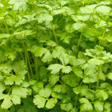 White Bone Yellow Heart Celery Seeds | Apium graveolens | Early Maturing Crisp Celery