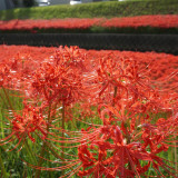 Red Spider Lily Bulbs | Lycoris radiata | Manjushage Red Flowering Bulb