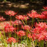 Red Spider Lily Bulbs | Lycoris radiata | Manjushage Red Flowering Bulb