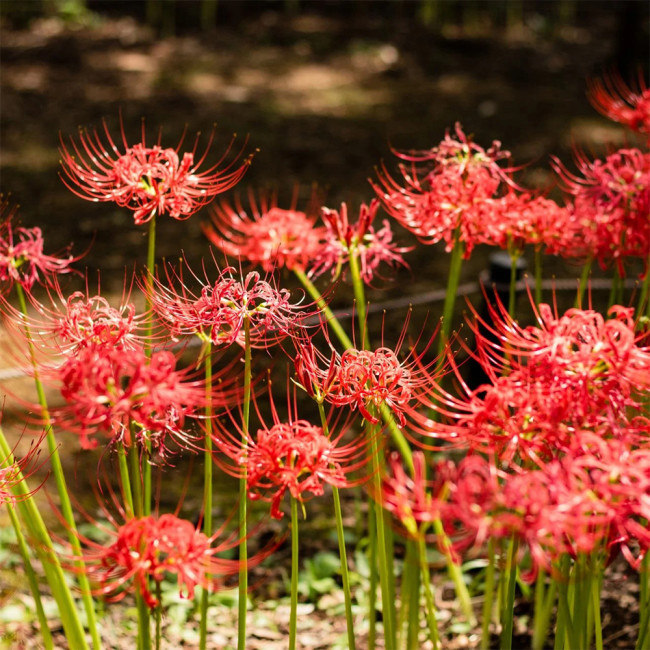 Red Spider Lily Bulbs | Lycoris radiata | Manjushage Red Flowering Bulb