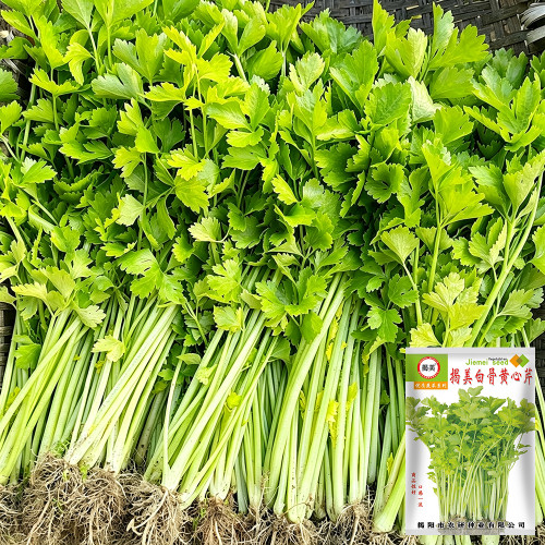 White Bone Yellow Heart Celery Seeds | Apium graveolens | Early Maturing Crisp Celery