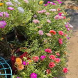 Double Flowered Mix Moss Rose Seeds | Portulaca grandiflora | Heat-Tolerant Summer Blooms