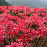 Rose Lycoris Bulbs | Lycoris × rosed | Vibrant Rose-Red Spider Lily