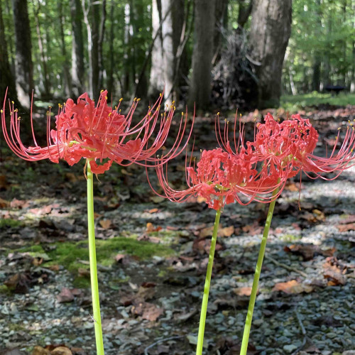 Red Spider Lily Bulbs | Lycoris radiata | Manjushage Red Flowering Bulb