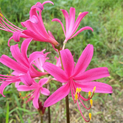Pink Lycoris sprengeri Bulbs | Sprenger's Spider Lily | Vibrant Pink Blooms