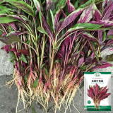 Red Willow Leaf Amaranth Seeds – Amaranthus tricolor | Narrow-Leaf Red Chinese Spinach, Ideal for Home Gardens