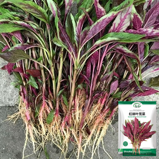 Red Willow Leaf Amaranth Seeds – Amaranthus tricolor | Narrow-Leaf Red Chinese Spinach, Ideal for Home Gardens