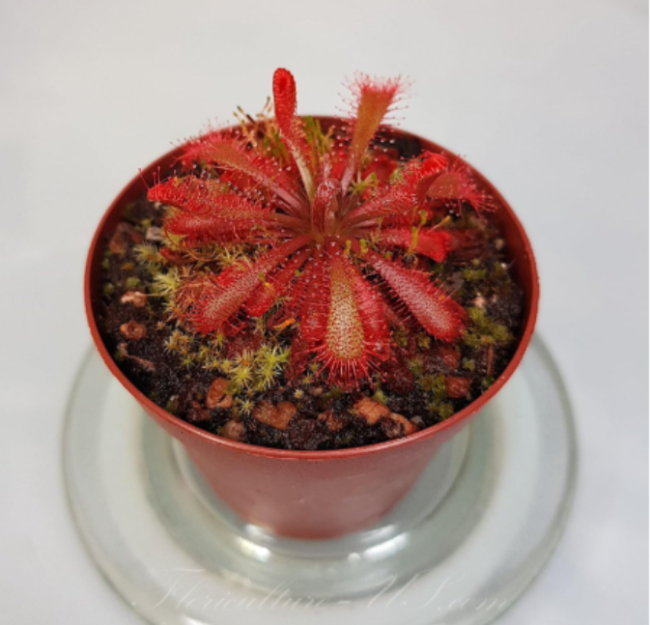 Lovellae Sundew Seeds | Drosera spatulata var. lovellae | Red Carnivorous Terrarium Plant