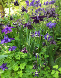 Purple Blue Columbine Seeds | Aquilegia vulgaris | Shade Tolerant Perennial Flower