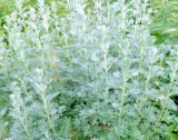 Wormwood Seeds | Artemisia absinthium | Absinthe Perennial Herb