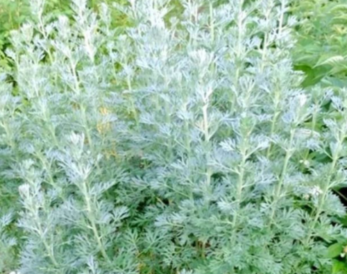 Wormwood Seeds | Artemisia absinthium | Absinthe Perennial Herb