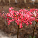 Rose Lycoris Bulbs | Lycoris × rosed | Vibrant Rose-Red Spider Lily