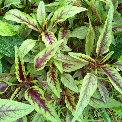 Red Willow Leaf Amaranth Seeds – Amaranthus tricolor | Narrow-Leaf Red Chinese Spinach, Ideal for Home Gardens