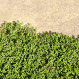 Green Carpet Rupturewort Seeds | Herniaria glabra | Drought Tolerant Ground Cover – Easy to Grow, Versatile Use