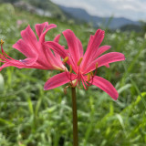 Pink Lycoris sprengeri Bulbs | Sprenger's Spider Lily | Vibrant Pink Blooms