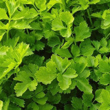 White Bone Yellow Heart Celery Seeds | Apium graveolens | Early Maturing Crisp Celery
