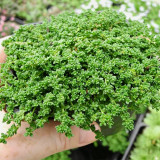 Green Carpet Rupturewort Seeds | Herniaria glabra | Drought Tolerant Ground Cover – Easy to Grow, Versatile Use