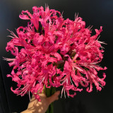 Pink Lycoris sprengeri Bulbs | Sprenger's Spider Lily | Vibrant Pink Blooms