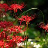 Red Spider Lily Bulbs | Lycoris radiata | Manjushage Red Flowering Bulb