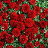Tagetes patula 'Fireball' Seeds | French Marigold Red Orange Flower
