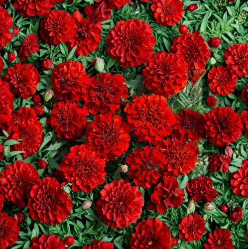 Tagetes patula 'Fireball' Seeds | French Marigold Red Orange Flower