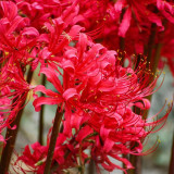 Rose Lycoris Bulbs | Lycoris × rosed | Vibrant Rose-Red Spider Lily