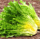 Frisee Endive Seeds | Cichorium endivia var. crispum | Curly Leaf Salad Green