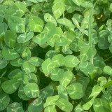 White Mini Clover Seeds – Trifolium repens 'Minima', Low-Growing, Drought-Tolerant Lawn Alternative