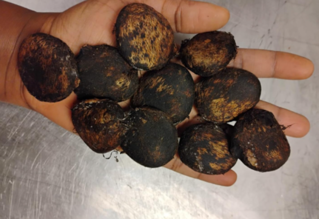 Ugu Fluted Pumpkin Seeds | Telfairia occidentalis | Tropical Vine