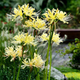 Straw Lycoris Bulbs | Lycoris straminea | Pale Yellow Spider Lily