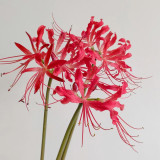 Blood Red Chunxiao Lycoris Bulbs | Lycoris × haywardii | Crimson Spider Lily