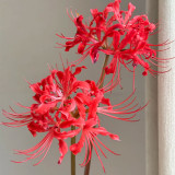 Blood Red Chunxiao Lycoris Bulbs | Lycoris × haywardii | Crimson Spider Lily