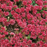 'Summer Glory' Stonecrop Seeds | Sedum spurium | Drought Tolerant Creeping Ground Cover