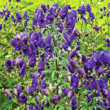 European Aconite Seeds | Aconitum napellus | Perennial Herbaceous Flower with Ornamental and Medicinal Value