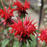 'Red Shades' Bee Balm Seeds | Monarda didyma | Aromatic Medicinal Herb | Cold-Hardy & Easy to Grow