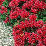 'Summer Glory' Stonecrop Seeds | Sedum spurium | Drought Tolerant Creeping Ground Cover
