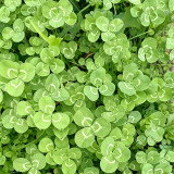 White Mini Clover Seeds – Trifolium repens 'Minima', Low-Growing, Drought-Tolerant Lawn Alternative