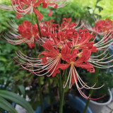 Hubei Lycoris Bulbs | Lycoris hupehensis | Red Flower White Filament Spider Lily