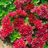 'Summer Glory' Stonecrop Seeds | Sedum spurium | Drought Tolerant Creeping Ground Cover