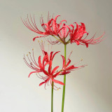 Blood Red Chunxiao Lycoris Bulbs | Lycoris × haywardii | Crimson Spider Lily